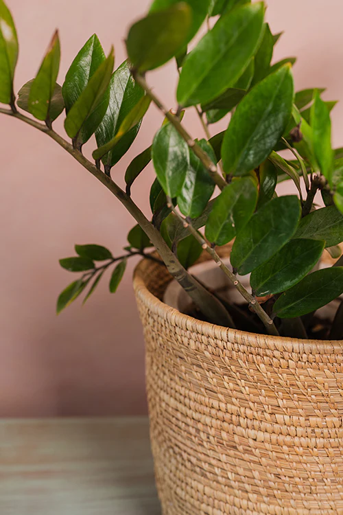 Kraftribe Grass Planter Bin - Image 2